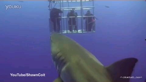 鲨鱼爆料吴楚涵视频大全,吴楚涵视频大全揭秘幕后真相  第3张