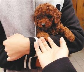 天门泰迪爆料视频大全下载,揭秘幕后真相  第3张